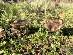 Entoloma edulis