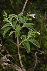 Lepechinia floribunda, photograph (c) Tomás Carranza Perales, some rights reserved (CC BY)