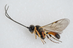 Polyblastus varitarsus