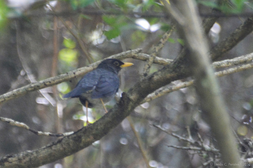 Andean Slaty Thrush (Turdus nigriceps), photo 5