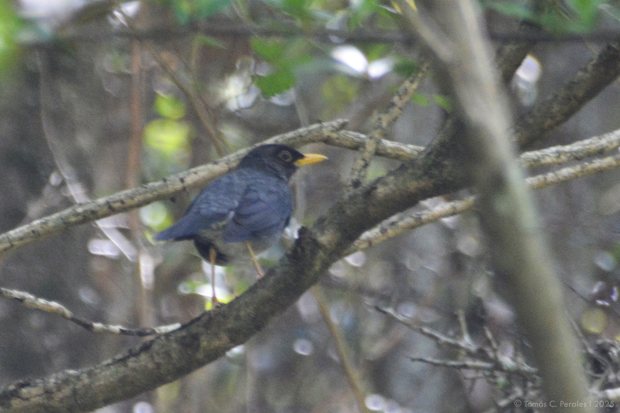 Andean Slaty Thrush (Turdus nigriceps), photo 5