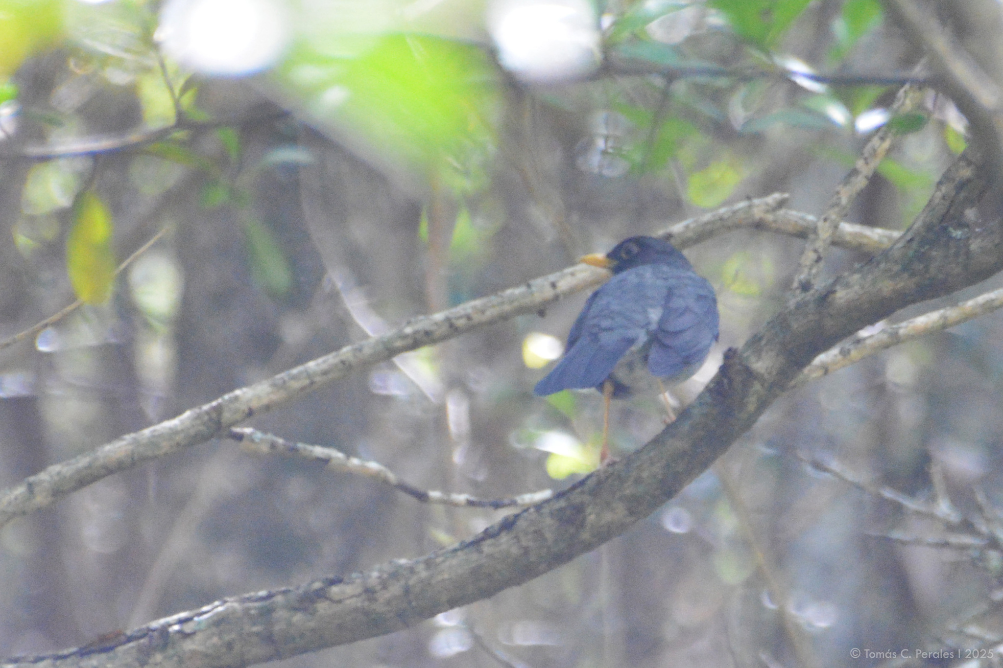 Andean Slaty Thrush (Turdus nigriceps), photo 6