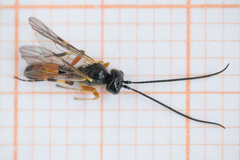 Polyblastus varitarsus