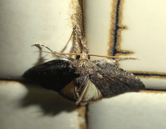 Prionofrontia erygidia