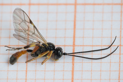 Polyblastus varitarsus