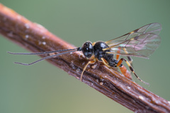 Polyblastus varitarsus