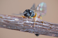 Polyblastus varitarsus