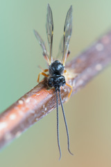 Polyblastus varitarsus