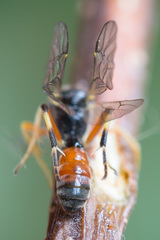 Polyblastus varitarsus