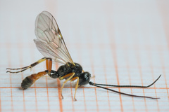 Polyblastus varitarsus