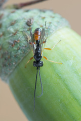 Polyblastus varitarsus