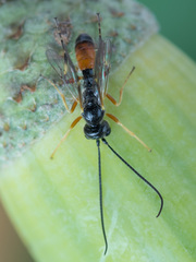 Polyblastus varitarsus