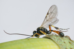 Polyblastus varitarsus