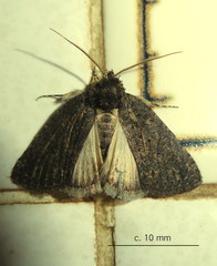 Prionofrontia erygidia