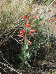 Penstemon havardii
