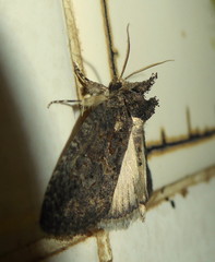 Prionofrontia erygidia