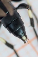 Ichneumon deliratorius