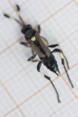Ichneumon deliratorius