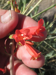 Penstemon havardii