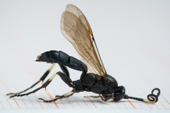 Ichneumon deliratorius