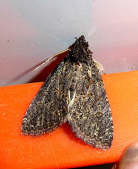 Prionofrontia erygidia