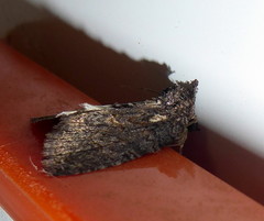 Prionofrontia erygidia