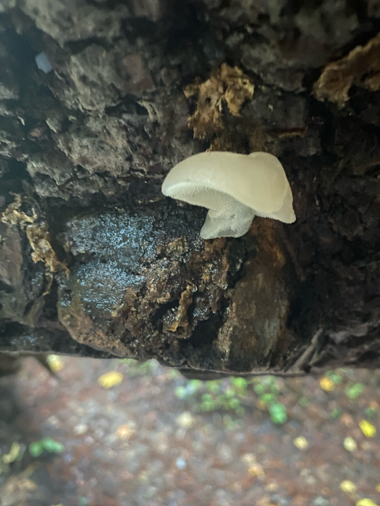 Pseudohydnum gelatinosum · November 2025 · photo: © clara651 (iNaturalist, cc-by)