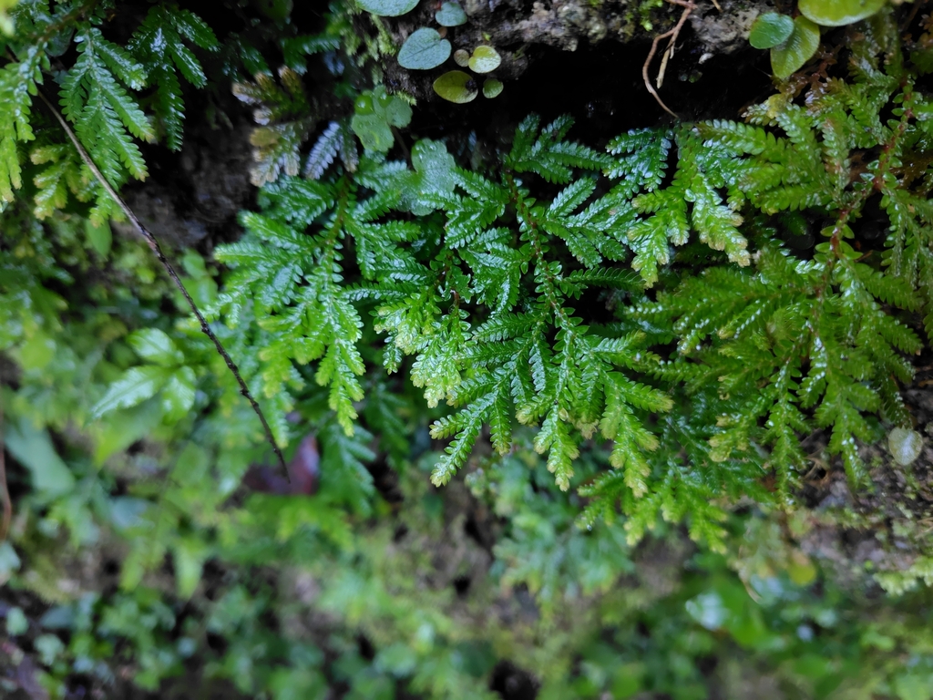 Selaginella delicatula; photograph (c) chiuluan, some rights reserved (CC BY)