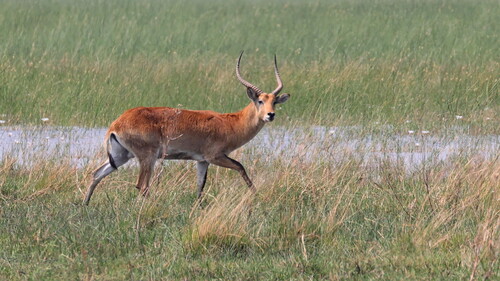 Red Lechwe