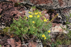 Schistidium rivulare