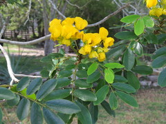 Senna racemosa