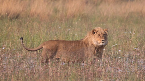 Southern Lion