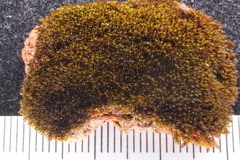 Schistidium rivulare