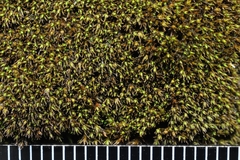 Schistidium rivulare