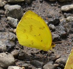 Pyrisitia dina westwoodi