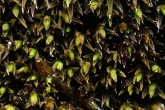 Schistidium rivulare