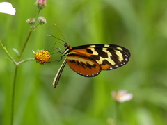 Mechanitis polymnia lycidice