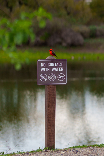 iNaturalist observation photo of Vermilion Flycatcher