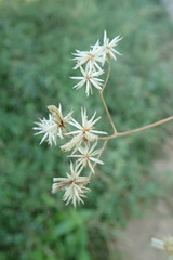 Bebbia atriplicifolia