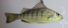Conodon nobilis