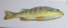 Conodon nobilis