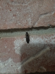 Deilelater physoderus