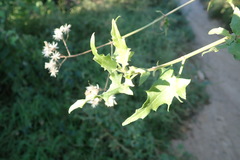 Bebbia atriplicifolia