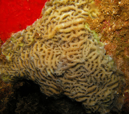 Leptoseris mycetoseroides, 2025-11-21
