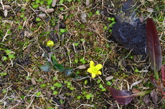 Caltha arctica
