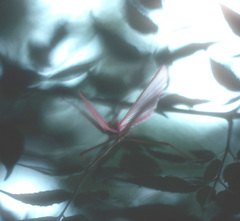 Tropidoderus gracilifemur