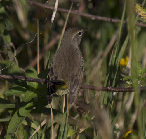 Setophaga palmarum