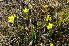 Caltha arctica