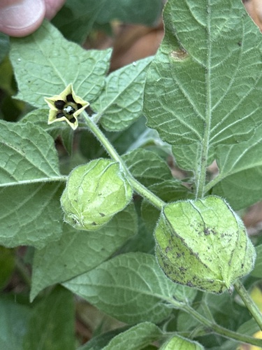 Physalis peruviana observed 2025-11-22