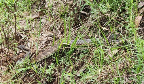 Tiger Snake sighting